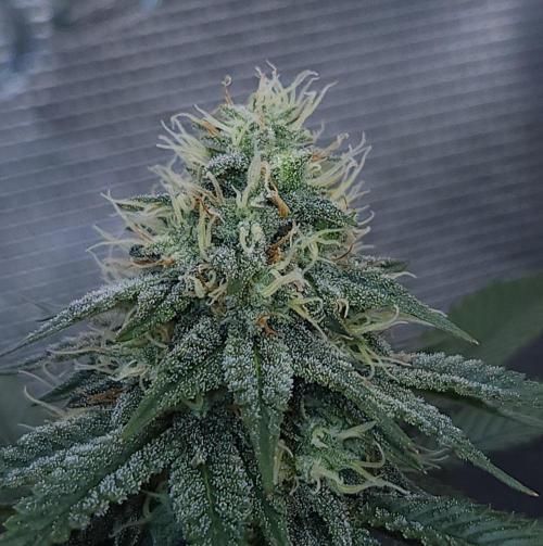 Romdog/Garlic Fever LSO + Organics !. Week 12 - Garlic Fever (Day 80)