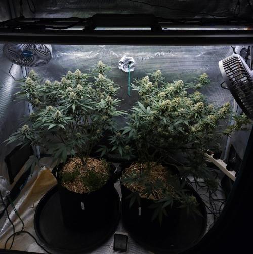 Romdog/Garlic Fever LSO + Organics !. Week 12 - 09/07/26
