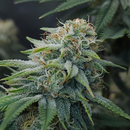 Romdog/Garlic Fever LSO + Organics !. Week 12 - Romdog (Day 81)