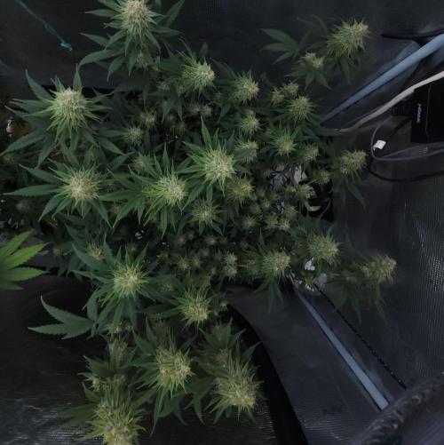 Romdog/Garlic Fever LSO + Organics !. Week 12 - Romdog (Day 81)