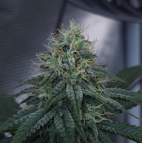 Romdog/Garlic Fever LSO + Organics !. Week 12 - Garlic Fever (Day 81)