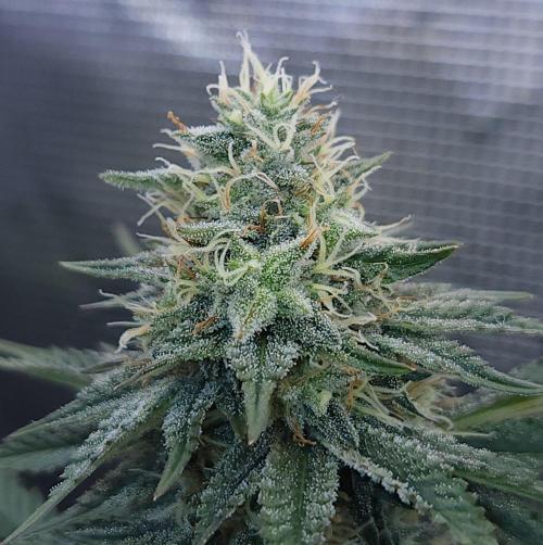 Romdog/Garlic Fever LSO + Organics !. Week 12 - Garlic Fever (Day 81)