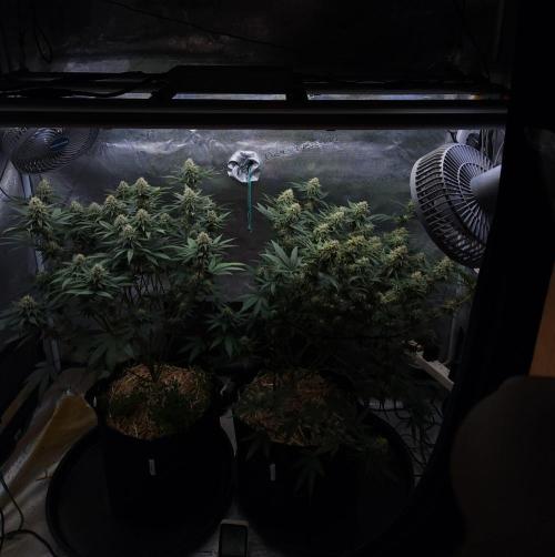 Romdog/Garlic Fever LSO + Organics !. Week 12 - 09/08/26