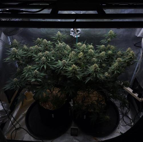 Romdog/Garlic Fever LSO + Organics !. Week 12 - Restake 09/08/26