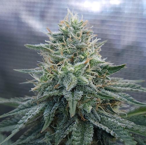 Romdog/Garlic Fever LSO + Organics !. Week 13 - Garlic Fever (Day 83)