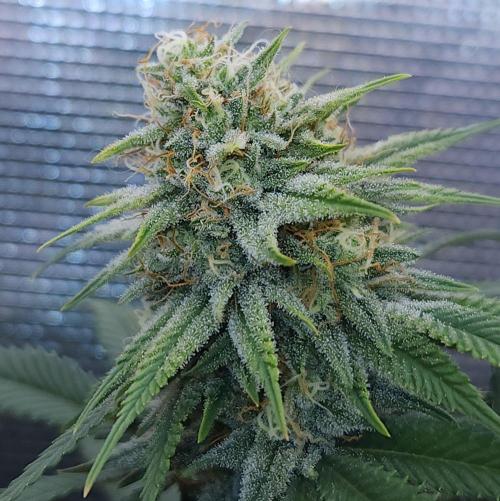 Romdog/Garlic Fever LSO + Organics !. Week 13 - Romdog (Day 84)