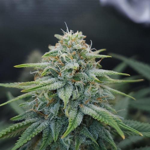 Romdog/Garlic Fever LSO + Organics !. Week 13 - Romdog (Day 85)