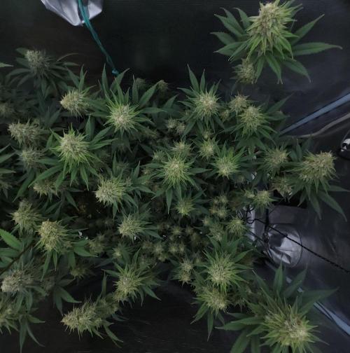 Romdog/Garlic Fever LSO + Organics !. Week 13 - Romdog (Day 85)