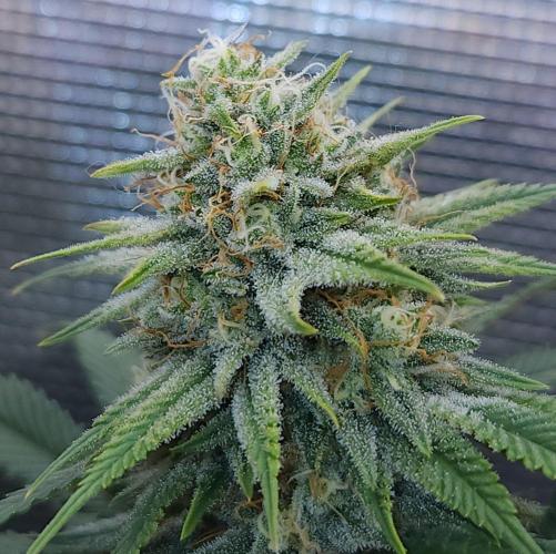 Romdog/Garlic Fever LSO + Organics !. Week 13 - Romdog (Day 85)