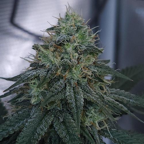 Romdog/Garlic Fever LSO + Organics !. Week 13 - Garlic Fever (Day 85)