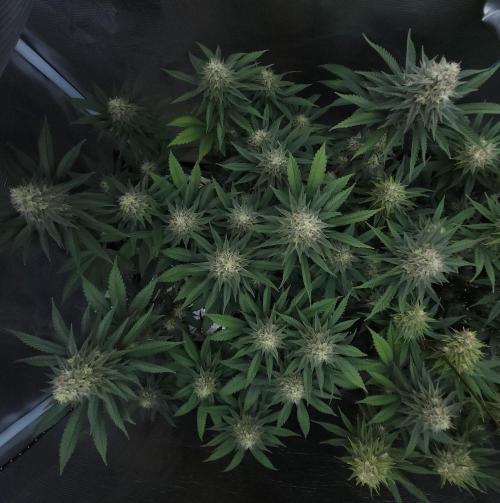 Romdog/Garlic Fever LSO + Organics !. Week 13 - Garlic Fever (Day 85)