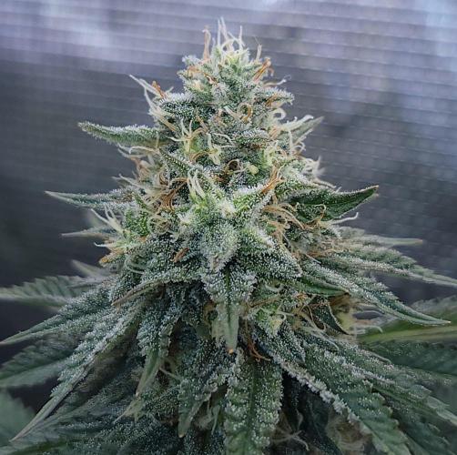 Romdog/Garlic Fever LSO + Organics !. Week 13 - Garlic Fever (Day 85)