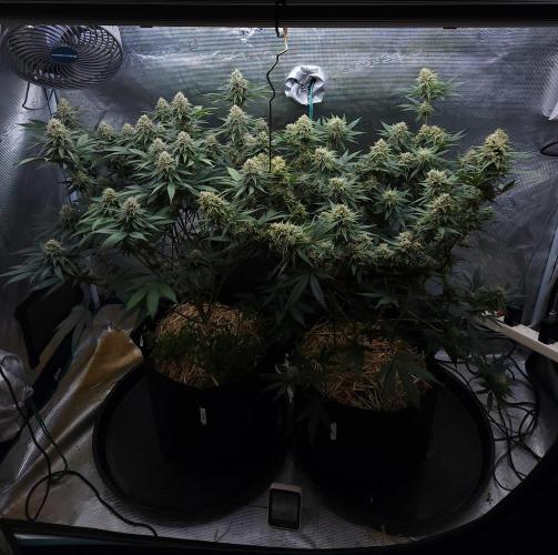 Romdog/Garlic Fever LSO + Organics !. Week 13 - 09/12/26