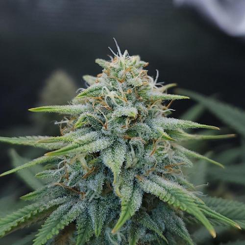 Romdog/Garlic Fever LSO + Organics !. Week 13 - Romdog (Day 86)