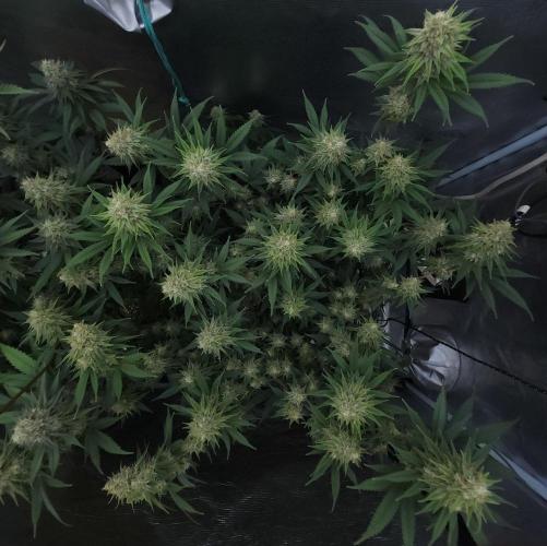 Romdog/Garlic Fever LSO + Organics !. Week 13 - Romdog (Day 86)