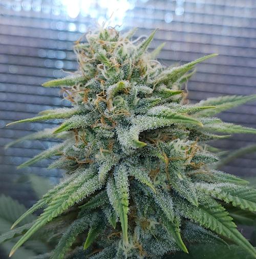 Romdog/Garlic Fever LSO + Organics !. Week 13 - Romdog (Day 86)