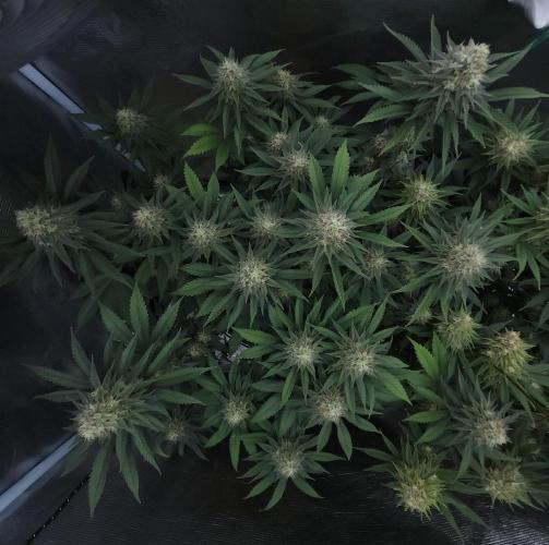 Romdog/Garlic Fever LSO + Organics !. Week 13 - Garlic Fever (Day 86)