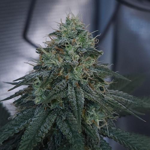 Romdog/Garlic Fever LSO + Organics !. Week 13 - Garlic Fever (Day 86)
