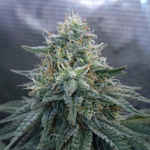 Romdog/Garlic Fever LSO + Organics !. Week 13 - Garlic Fever (Day 86)