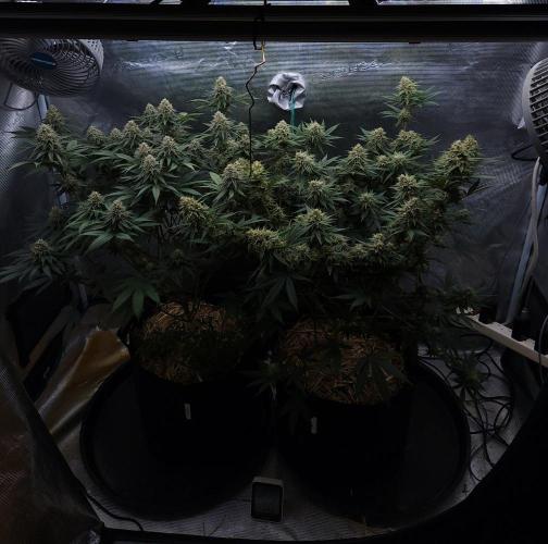 Romdog/Garlic Fever LSO + Organics !. Week 13 - 09/13/26