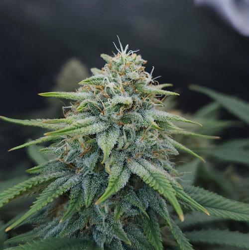 Romdog/Garlic Fever LSO + Organics !. Week 13 - Romdog (Day 87)