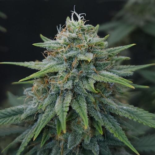 Romdog/Garlic Fever LSO + Organics !. Week 13 - Romdog (Day 87)