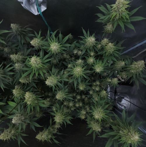 Romdog/Garlic Fever LSO + Organics !. Week 13 - Romdog (Day 87)
