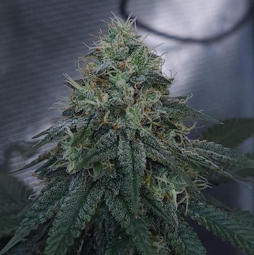 Romdog/Garlic Fever LSO + Organics !. Week 13 - Garlic Fever (Day 87)