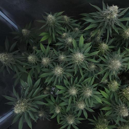 Romdog/Garlic Fever LSO + Organics !. Week 13 - Garlic Fever (Day 87)