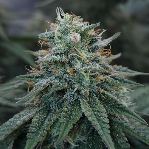 Romdog/Garlic Fever LSO + Organics !. Week 13 - Garlic Fever (Day 87)