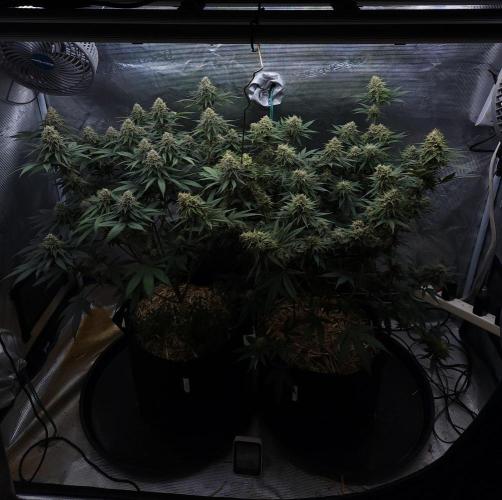 Romdog/Garlic Fever LSO + Organics !. Week 13 - 09/14/26