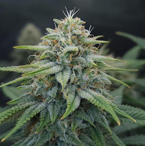 Romdog/Garlic Fever LSO + Organics !. Week 13 - Romdog (Day 88)