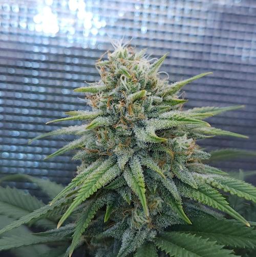 Romdog/Garlic Fever LSO + Organics !. Week 13 - Romdog (Day 88)