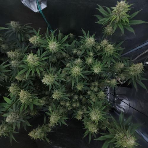 Romdog/Garlic Fever LSO + Organics !. Week 13 - Romdog (Day 88)