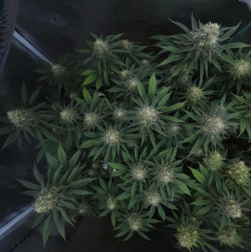 Romdog/Garlic Fever LSO + Organics !. Week 13 - Garlic Fever (Day 88)