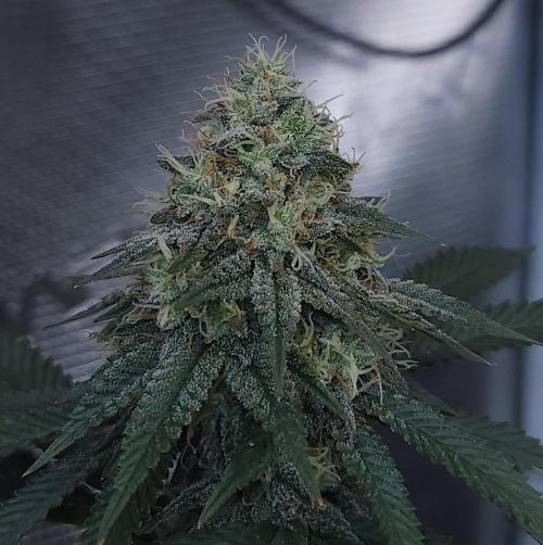 Romdog/Garlic Fever LSO + Organics !. Week 13 - Garlic Fever (Day 88)
