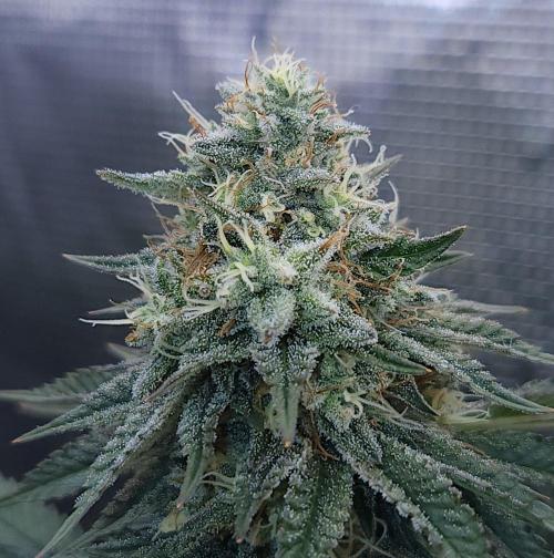 Romdog/Garlic Fever LSO + Organics !. Week 13 - Garlic Fever (Day 88)