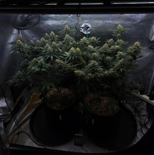 Romdog/Garlic Fever LSO + Organics !. Week 13 - 09/15/26