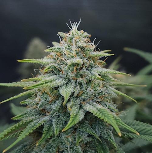 Romdog/Garlic Fever LSO + Organics !. Week 13 - Romdog (Day 89)