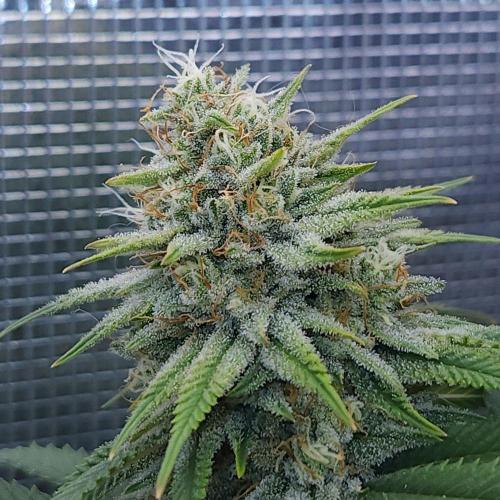 Romdog/Garlic Fever LSO + Organics !. Week 13 - Romdog (Day 89)