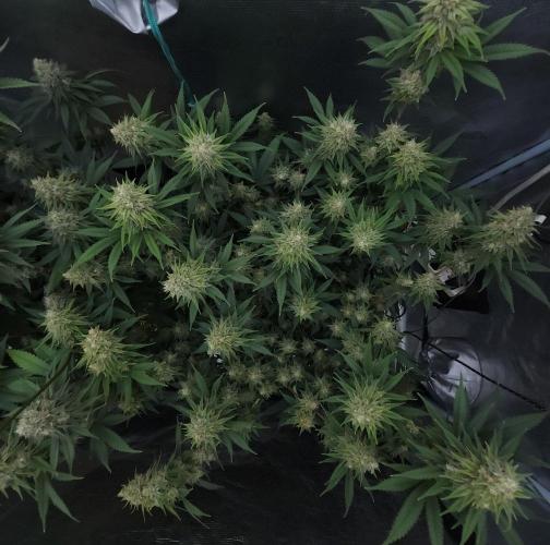 Romdog/Garlic Fever LSO + Organics !. Week 13 - Romdog (Day 89)
