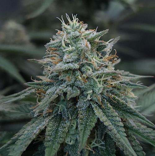 Romdog/Garlic Fever LSO + Organics !. Week 13 - Garlic Fever (Day 89)
