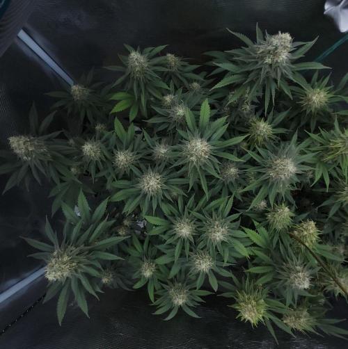 Romdog/Garlic Fever LSO + Organics !. Week 13 - Garlic Fever (Day 89)