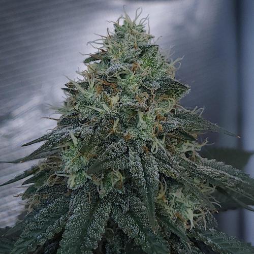 Romdog/Garlic Fever LSO + Organics !. Week 13 - Garlic Fever (Day 89)