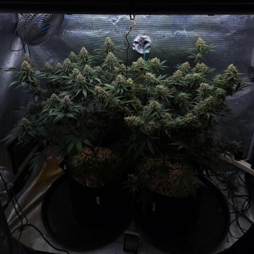 Romdog/Garlic Fever LSO + Organics !. Week 13 - 09/16/26