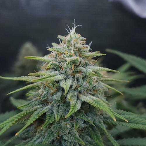 Romdog/Garlic Fever LSO + Organics !. Week 14 - Romdog (Day 90)
