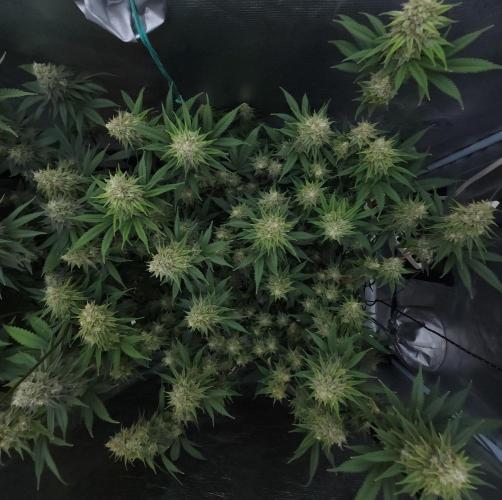 Romdog/Garlic Fever LSO + Organics !. Week 14 - Romdog (Day 90)