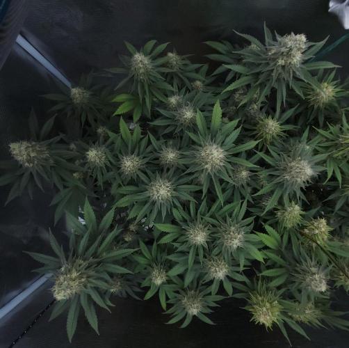 Romdog/Garlic Fever LSO + Organics !. Week 14 - Garlic Fever (Day 90)