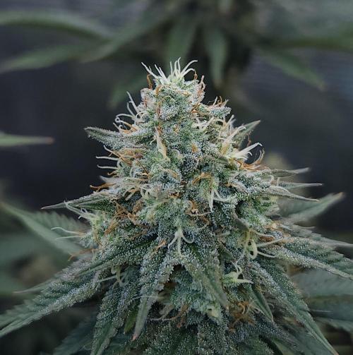 Romdog/Garlic Fever LSO + Organics !. Week 14 - Garlic Fever (Day 90)
