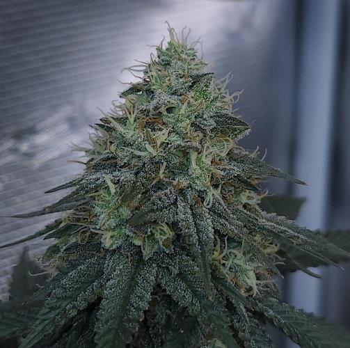 Romdog/Garlic Fever LSO + Organics !. Week 14 - Garlic Fever (Day 90)